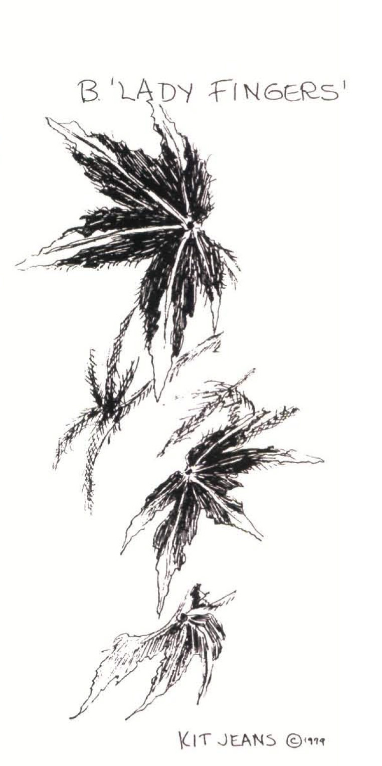 B. ‘Lady Fingers’